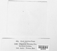 Puccinia circaeae image